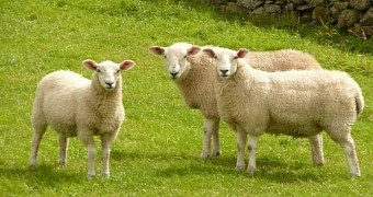 British-Sheep-Eat-4-000-5-043-6-435-Worth-of-Cannabis.jpg