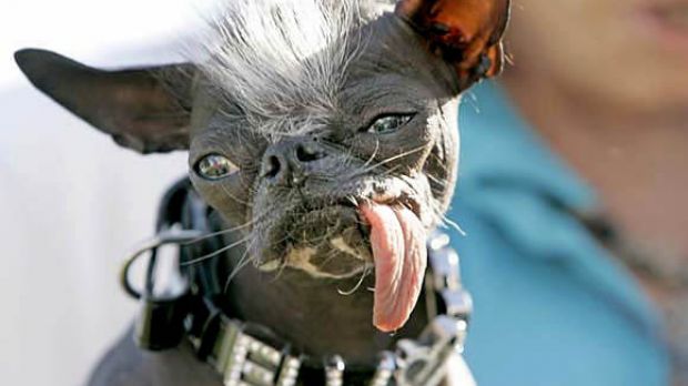 2007's World's Ugliest Dog Elwood Has 