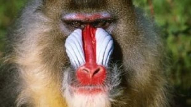 Man Develops “baboon Syndrome” As A Side Effect To Penicillin Softpedia 