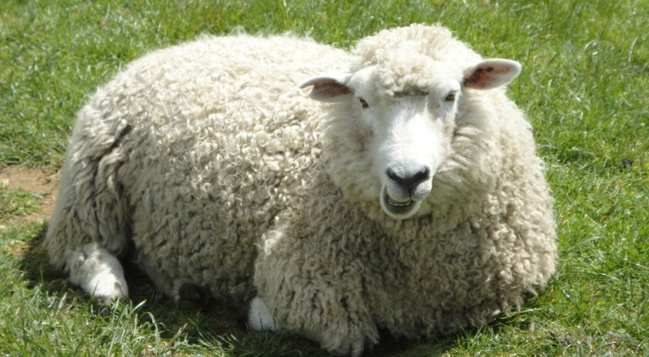 4 men face legal charges after stealing 11 sheep and ill-treating them
