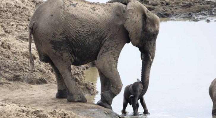 Baby Elephant Gets Stuck in Mud, Is Rescued b