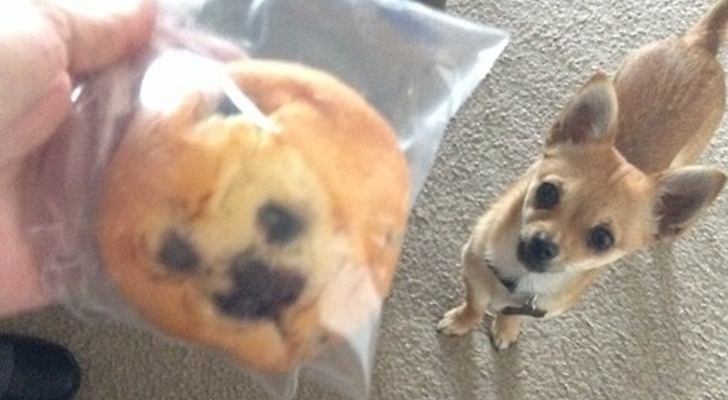 Blueberry-Muffin-Looks-Like-a-Chihuahua.jpg