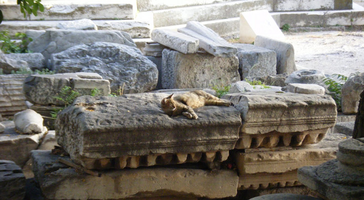 Seekor Kucing Menemukan Pemakaman Kuno Berusia 2.000 Tahun
