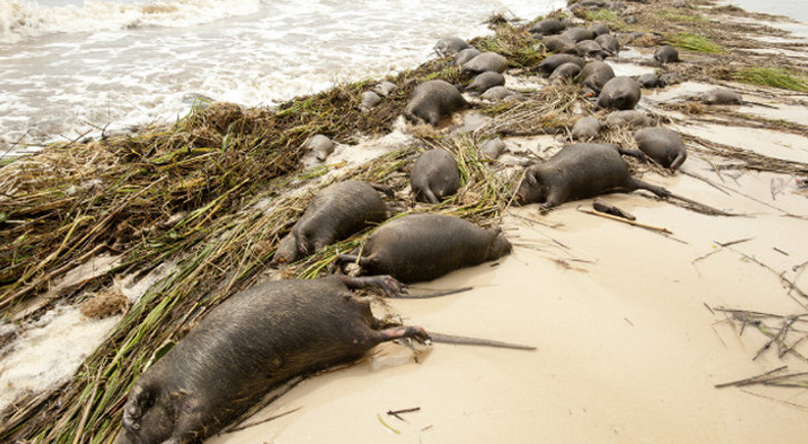 Thousands of dead rats wash ashore in Mississippi following hurricane Isaac