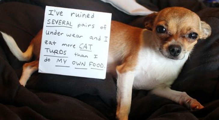 Dog-Owners-Shame-Their-Pets.jpg