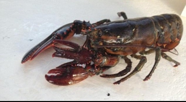  - Fisherman-Finds-Extremely-Rare-Four-Clawed-Maine-Lobster