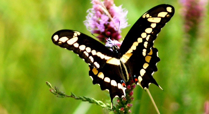 Global Warming Sends Tropical Butterfly Flying All the Way to Canada ...