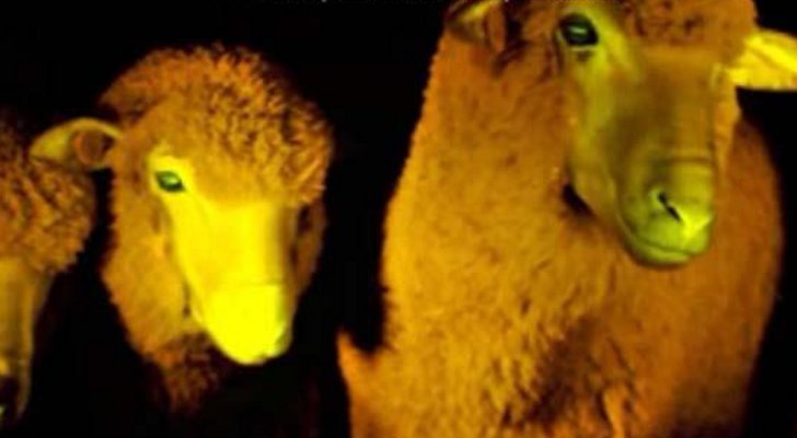 Researchers in Uruguay create glow-in-the-dark sheep