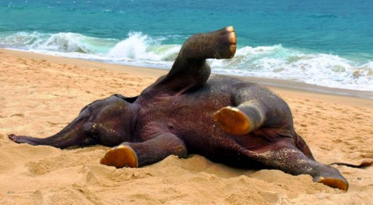 Picture-of-the-Day-Elephant-Calf-Relaxes-on-a-Beach-in-Thailand.jpg?1363592768