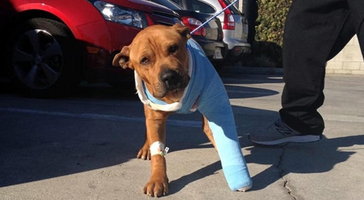 how to raise money for dog surgery