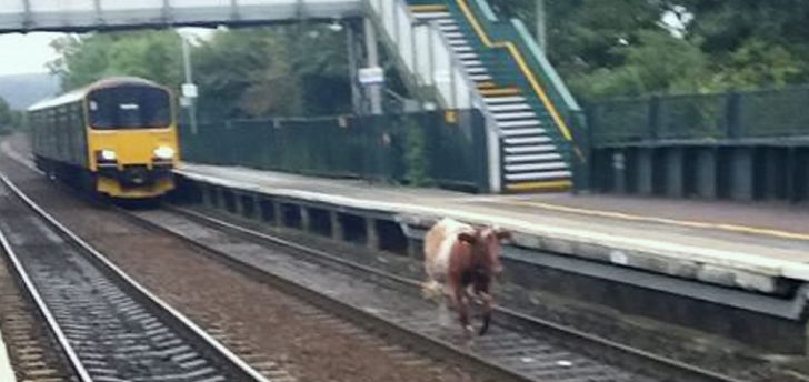 Runaway-Cow-Gets-on-Train-Tracks-Stops-Morning-Commute-in-UK-Station.jpg