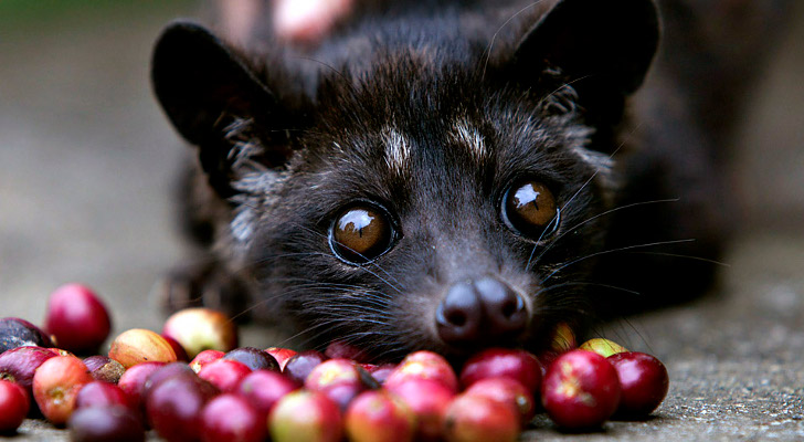 Scientists find a way to authenticate Kopi Luwak, the world's most expensive coffee