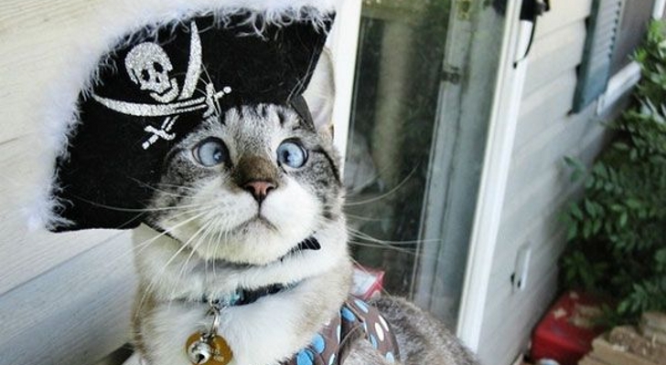 Spangles-the-Cross-eyed-Kitty-Wishes-You-a-Happy-Talk-Like-A-Pirate-Day.jpg?1348127559