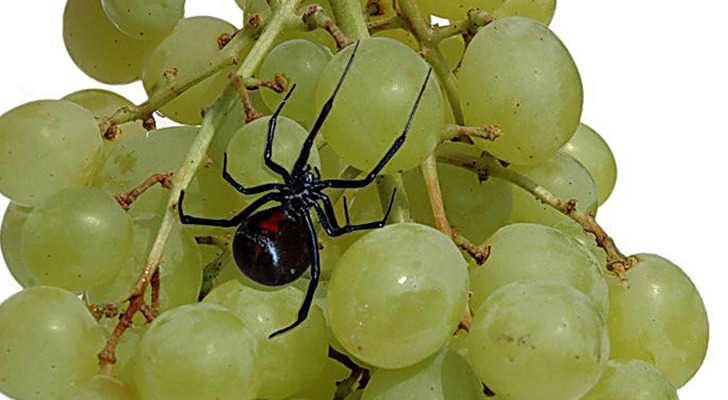 Woman-Finds-Black-Widow-Spider-in-Grapes.jpg?1353511542