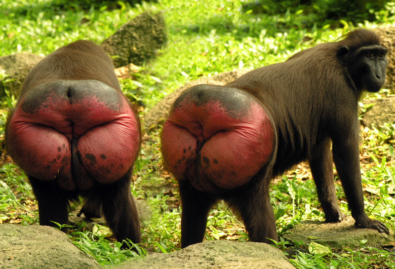 http://i1-news.softpedia-static.com/images/news2/21-Things-About-Old-World-Monkeys-and-their-Sexuality-3.jpg