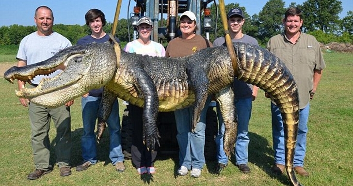 741-Pound-336-Kg-Alligator-Sets-Mississi