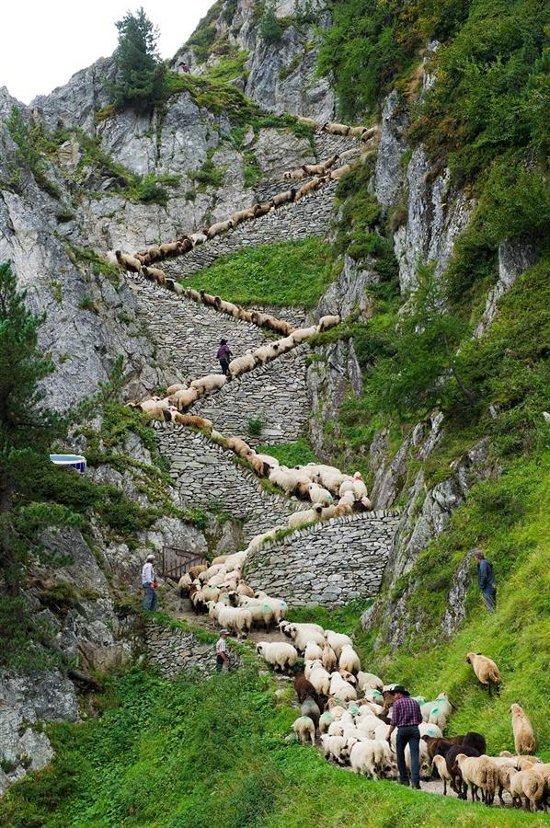 [تصویر:  Amazing-Picture-of-Sheep-Herding-In-Swit...1346252752]