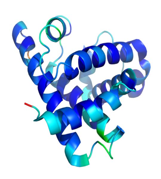 A representation of the 3D structure of myoglobin showing colored alpha helices. This protein was the first to have its structure solved by X-ray crystallography