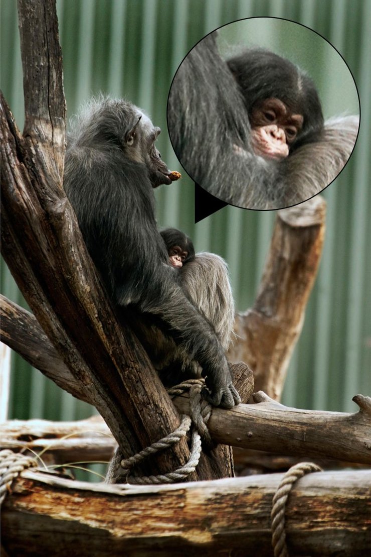 baby chimpanzee height