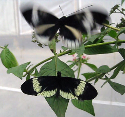 Heliconius Butterflies, Heliconius Butterflies Pictures