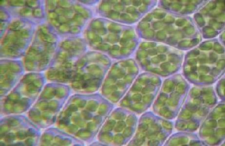 Cellulose Plant Cell