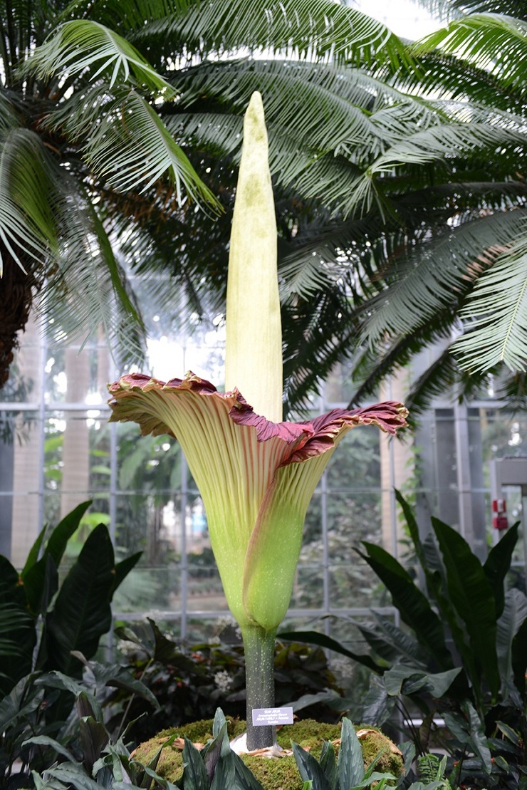 Corpse Flower in DC