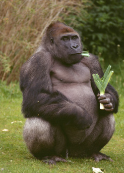 Gorillas-Hit-By-Ebola-2.jpg