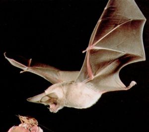 Go Fly A Bat [1967 TV Short]