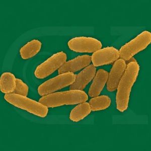 Plague Bacteria