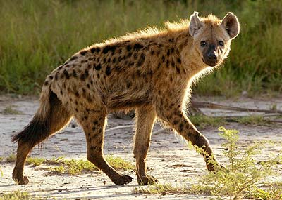 http://i1-news.softpedia-static.com/images/news2/Hyenas-the-Largest-Clitoris-and-800-Kg-of-Pressure-on-Teeth-3.jpg