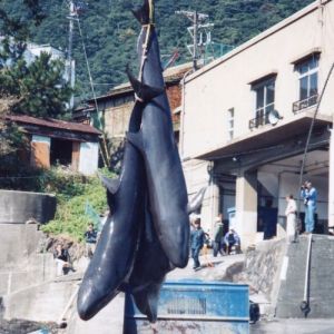 Japan Dolphin Hunt