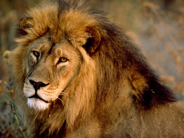 Lion pictures gallery, Lion pictures gallery hd, Lion photos and pictures, Lion pic