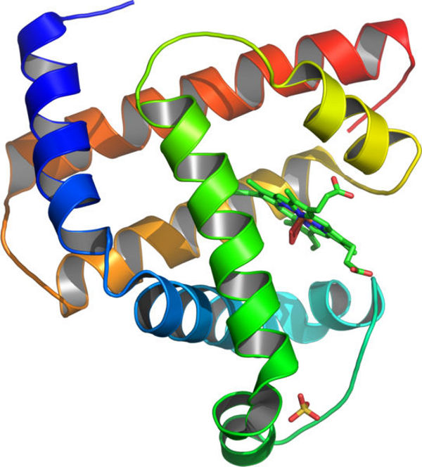 This is the 3D structure of the protein myoglobin
