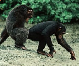 the biggest chimpanzee
