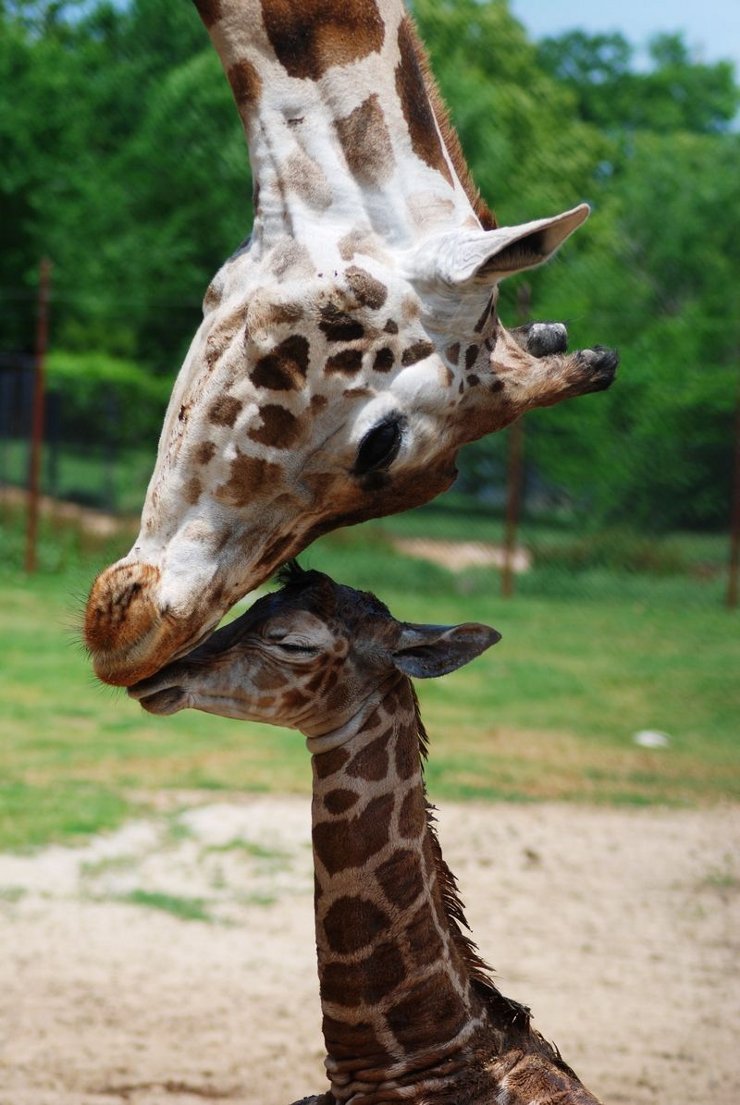 Baby giraffe and its mom greet each other by rubbing noses