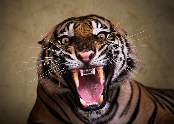 Close-up of a roaring Sumatran tiger is scary, t