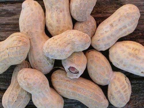 Can Pregnant Women Eat Peanuts 116