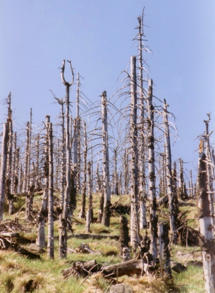Forest decimated by acid rain