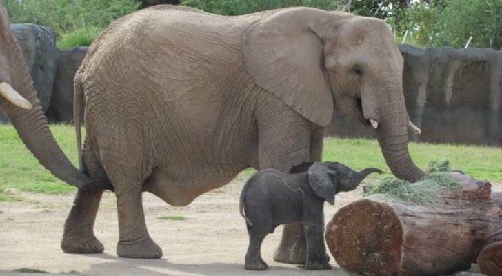 http://i1-news.softpedia-static.com/images/news2/Reid-Park-Zoo-in-Arizona-US-Welcomes-Its-First-Baby-Elephant-457041-2.jpg
