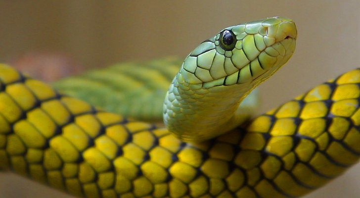 A poisonous snake terrorizes Spanish apartme