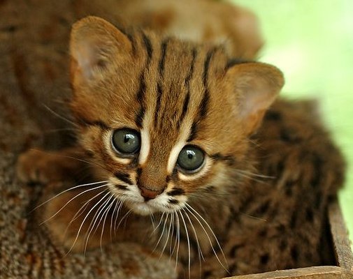 http://i1-news.softpedia-static.com/images/news2/The-Berlin-Zoo-Shows-Off-Its-Rusty-Spotted-Cat-Kittens-2.jpg