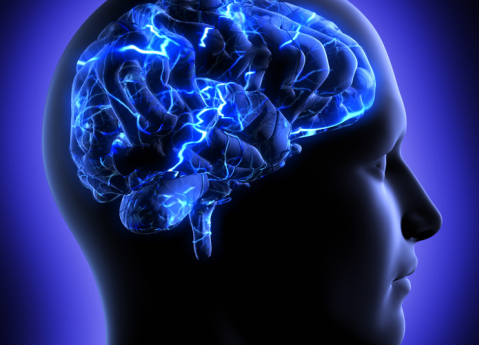 Essentials Of The Human Brain Pdf : Free Programs