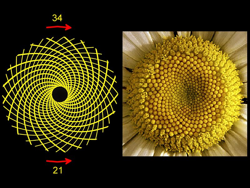 fibonacci sequence in nature sunflower