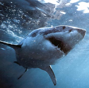 What are the enemies of great white sharks?