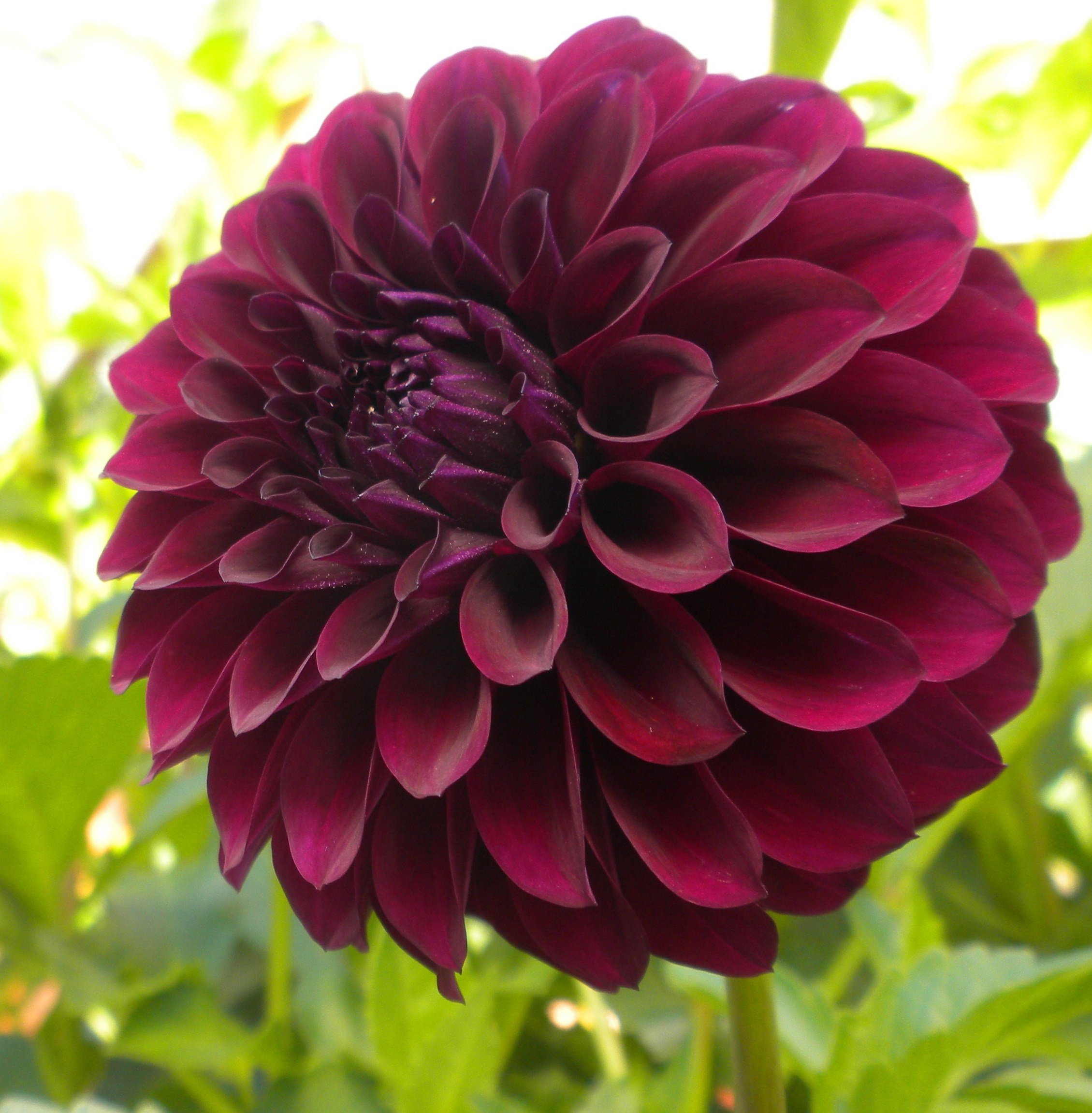 Where-Does-the-Exquisite-Black-Dahlia-Ge