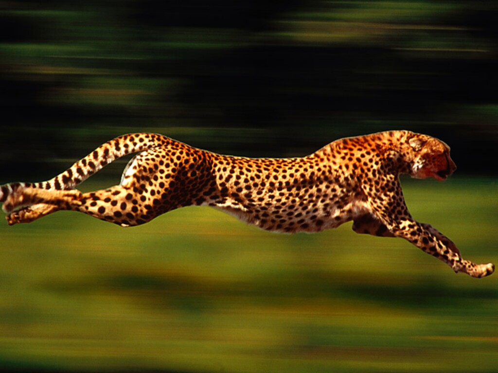 http://i1-news.softpedia-static.com/images/news2/Why-Cheetah-is-the-Fastest-Land-Animal-2.jpg