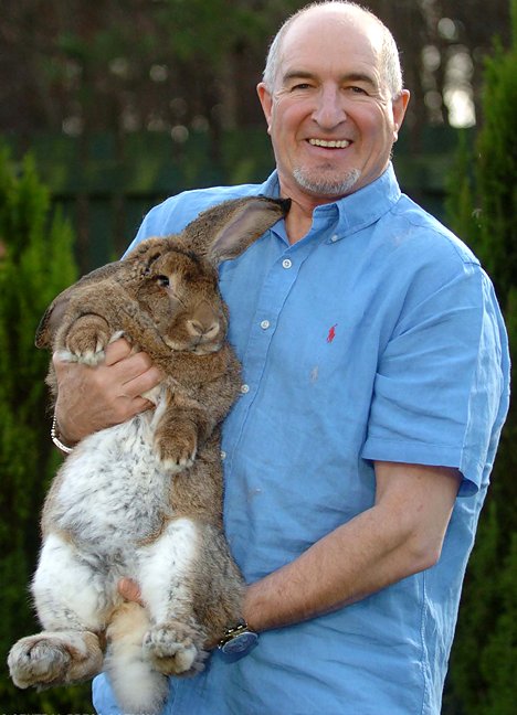 How big is the world's largest rabbit?