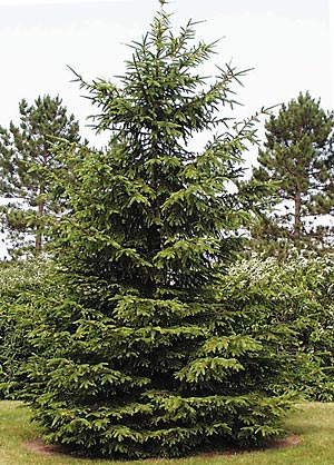 Image comment: Norway spruce
