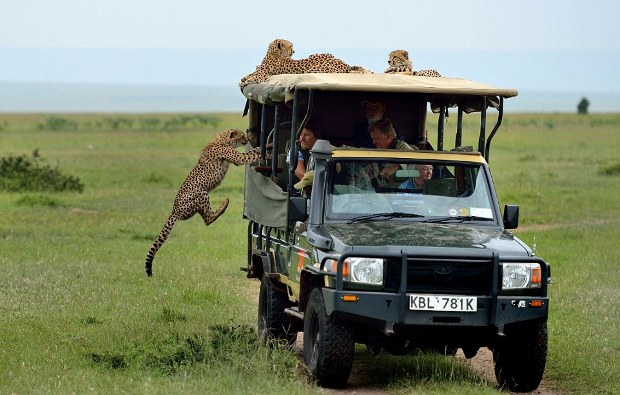 Cheetah jumps on jeep #4