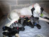 19-Puppies-Born-to-a-Great-Dane-Living-i